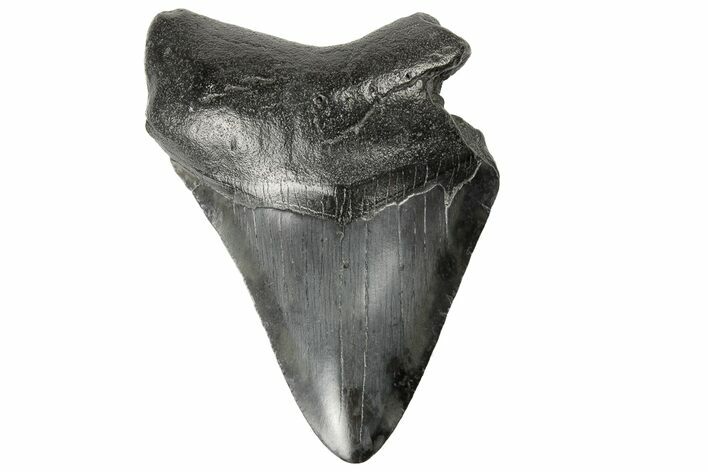 Bargain, Fossil Megalodon Tooth - South Carolina #171161